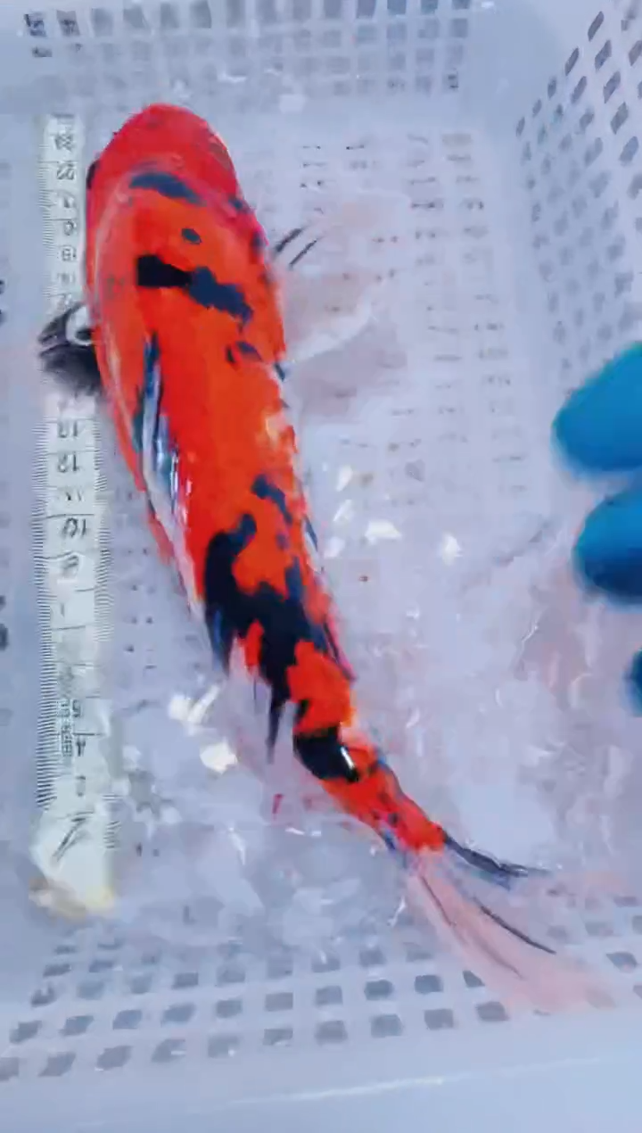 锦鲤血统锦鲤全场包邮81