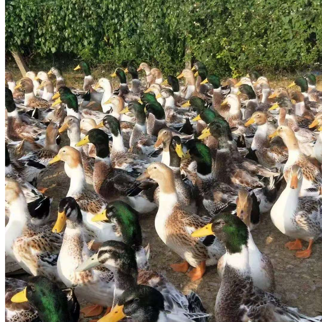 宠物 青头鸭包活到家25+5个路损 包邮