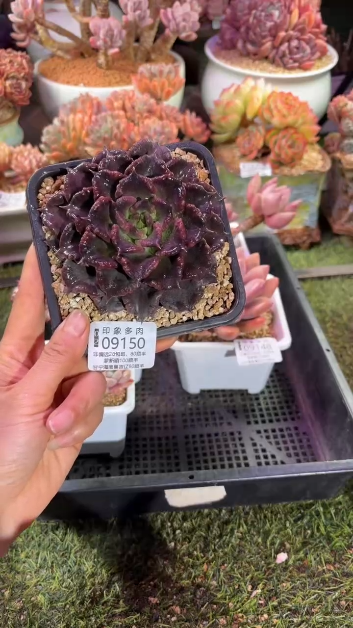 【闪购商品】09150