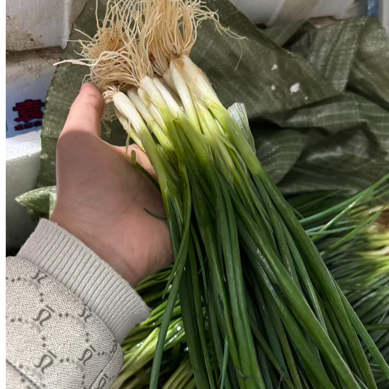 农家青菜初级农产品新鲜蔬菜发货