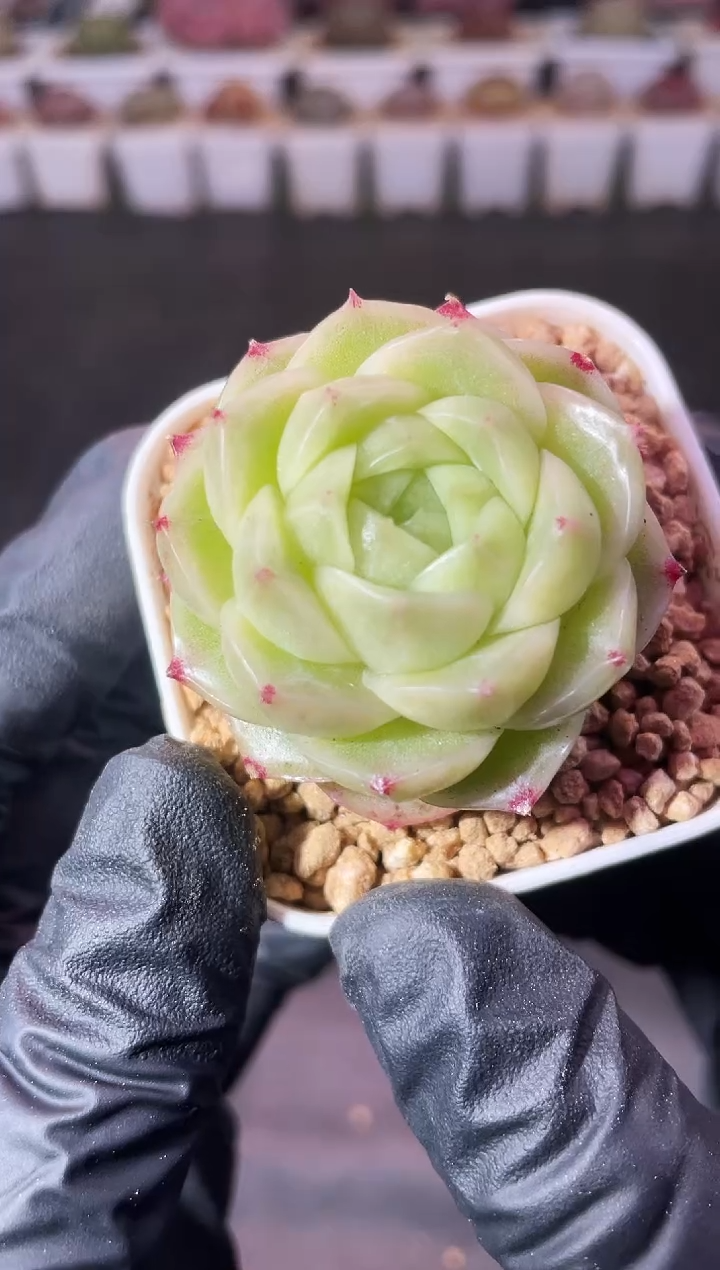 9-55冰灵麦秆3-4厘米量拍发一颗