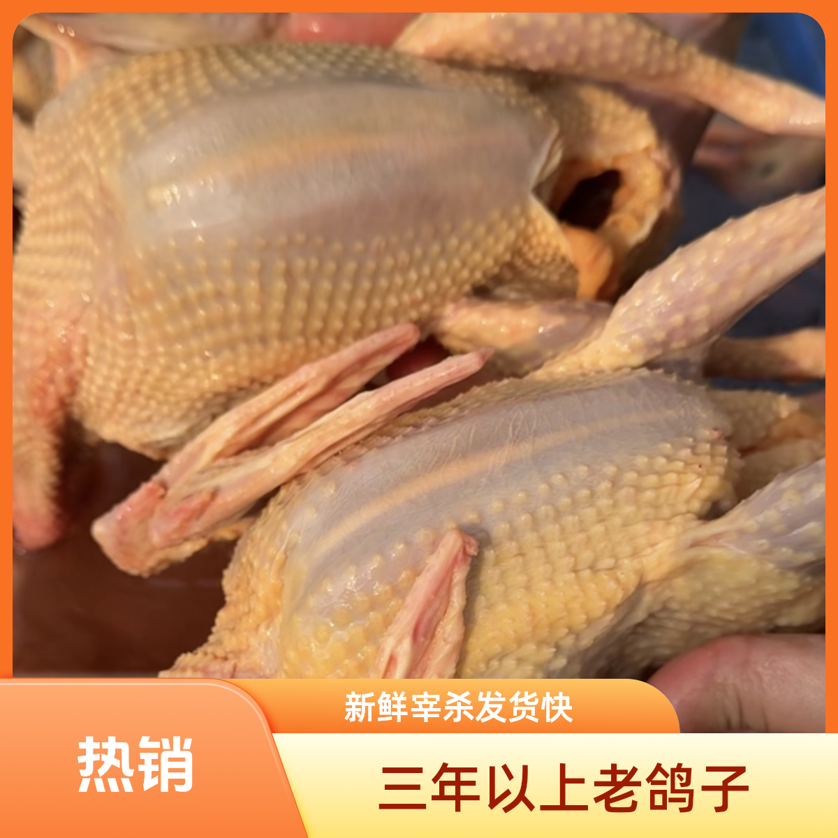 【老鸽子】三年以上老鸽子新鲜宰杀顺丰加冰发货