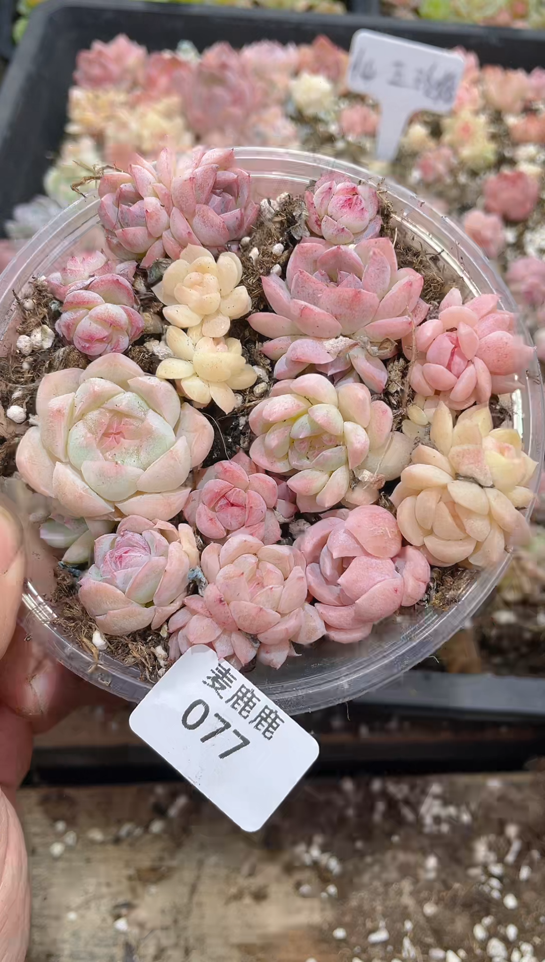 077仙玉珍糖     量拍