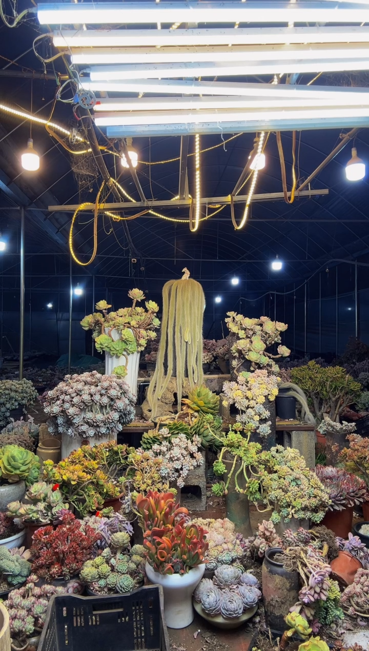 【闪购商品】57号一物一拍默认微瑕不售后