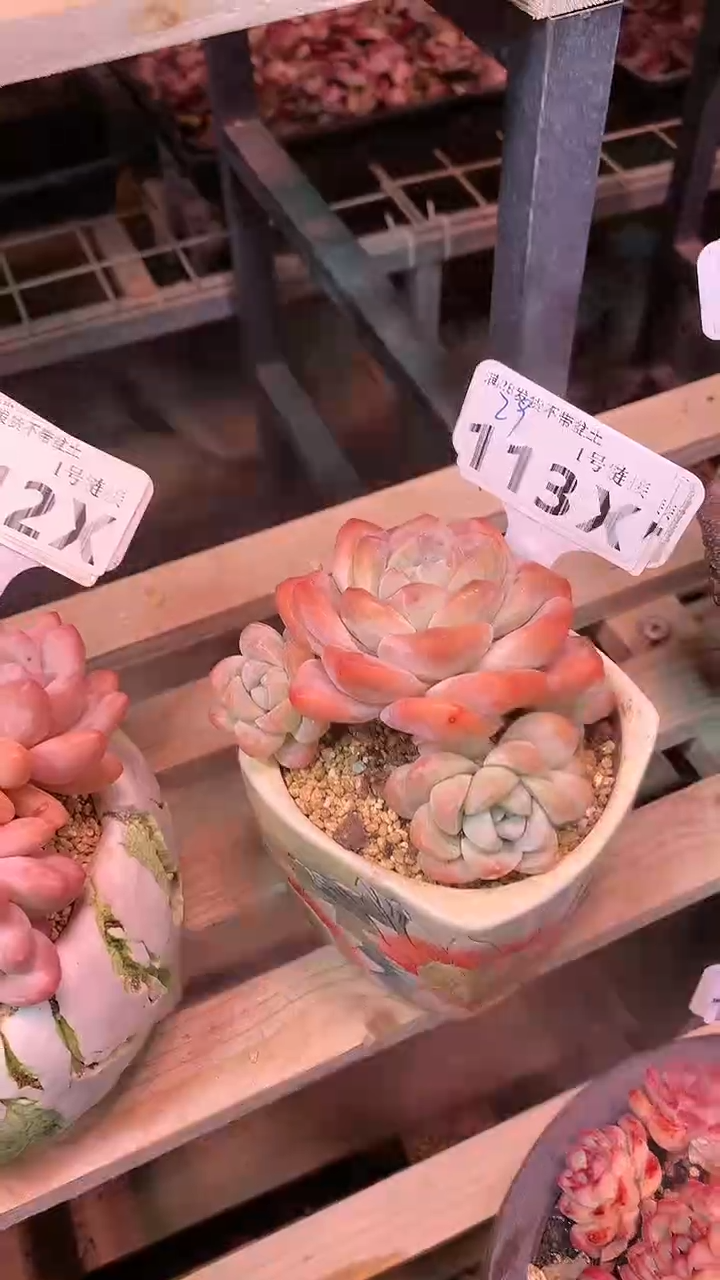 【闪购商品】113XXX