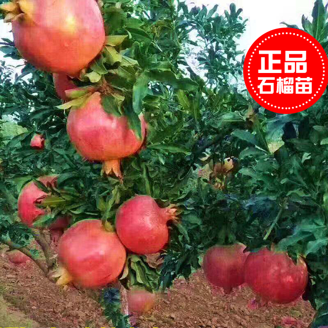 突尼斯软籽 石榴树苗 南北方均可种植 盆栽地栽