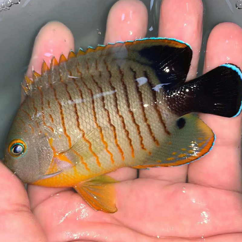 印尼虎纹仙 神仙鱼 小仙类