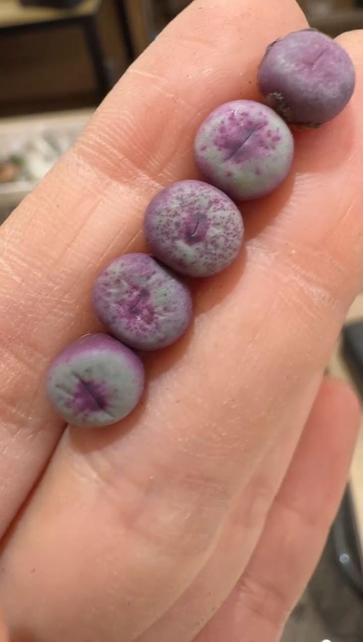 356多肉植物肉锥BY0831红嘴一颗