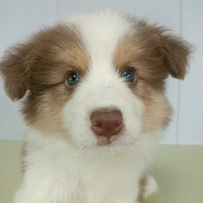 牧曦萌宠活体链接健康活体 直播间选狗