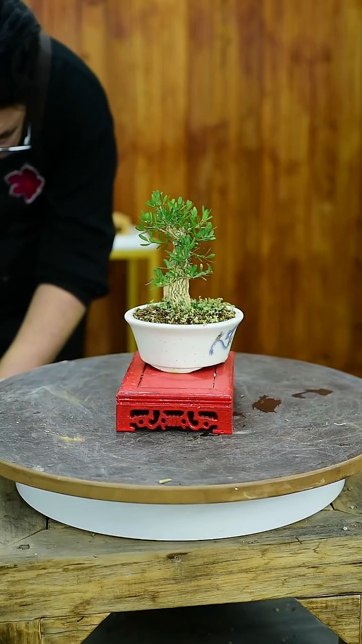 长*！福建闽江雀舌皱皮黄杨