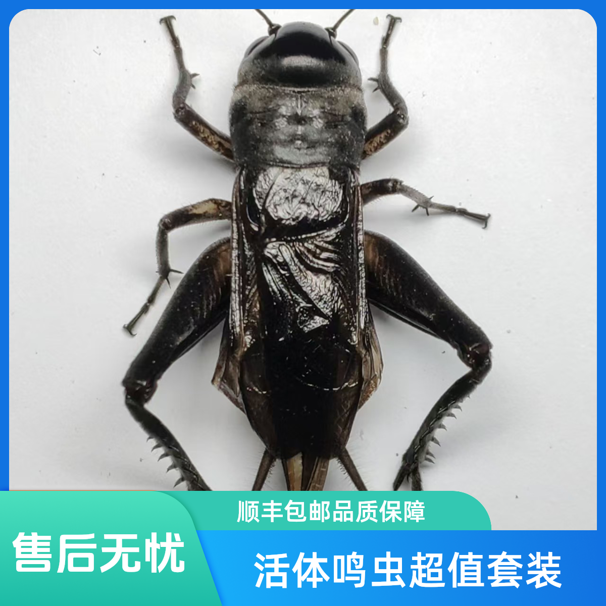 （斗系叫白）两条斗系听叫白虫蛐蛐+一条低代数油葫芦 活体鸣虫蟋蟀