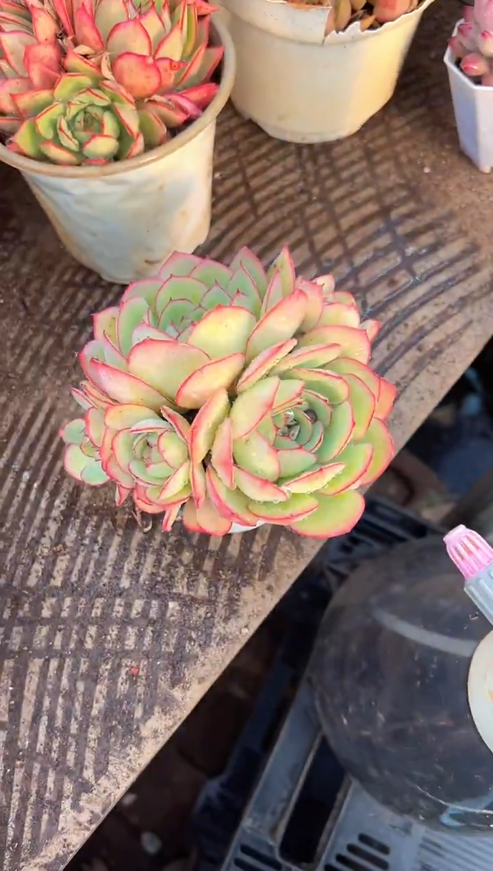 惊*多肉植物一物一拍22338
