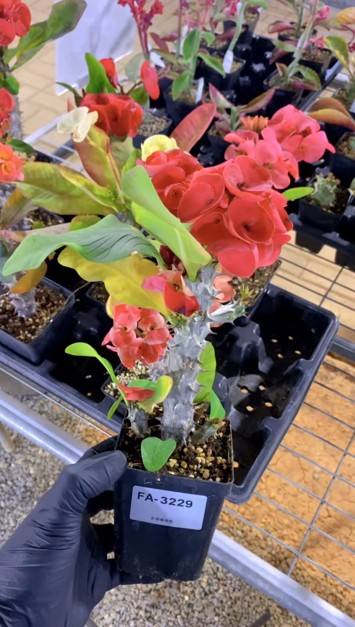 【闪购商品】扦插虎刺梅FA-3229