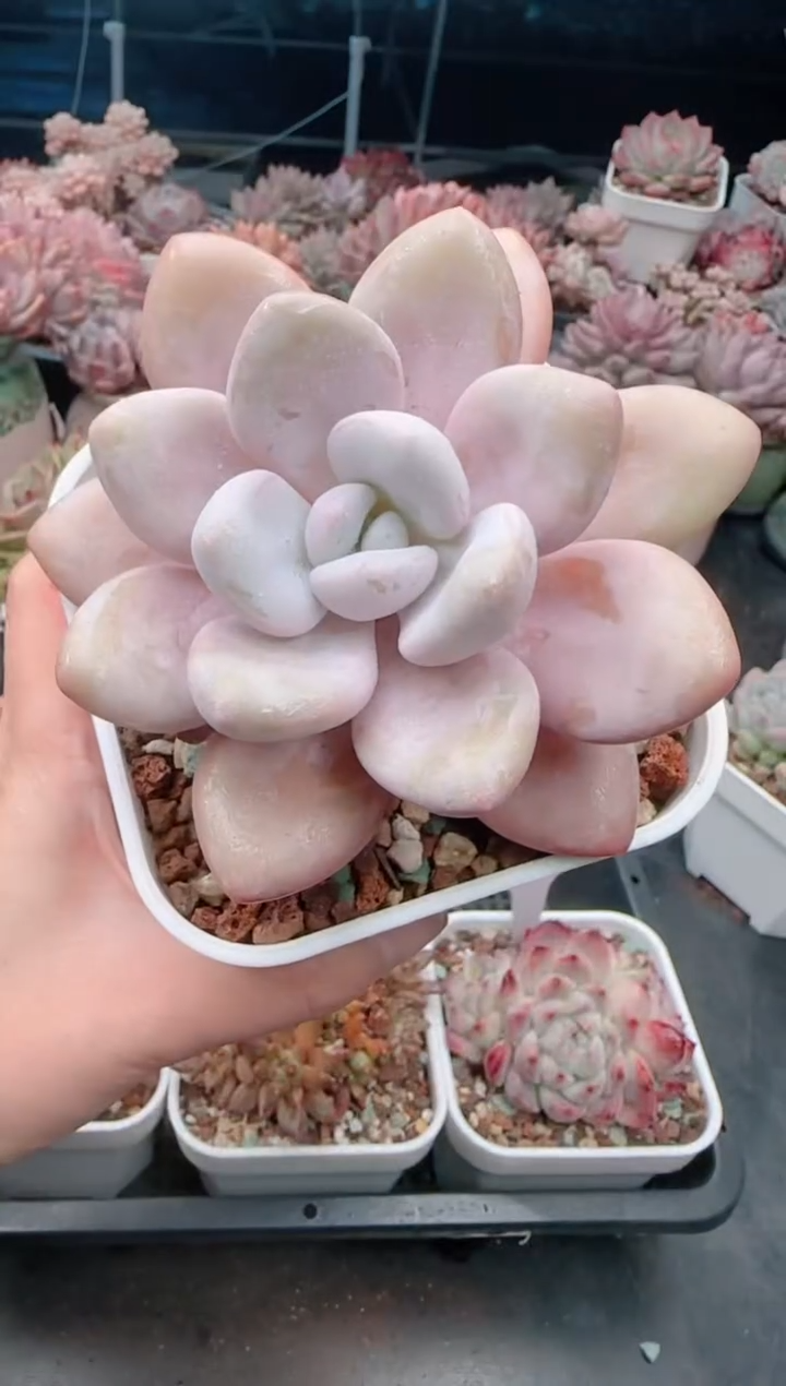 【闪购商品】2981.