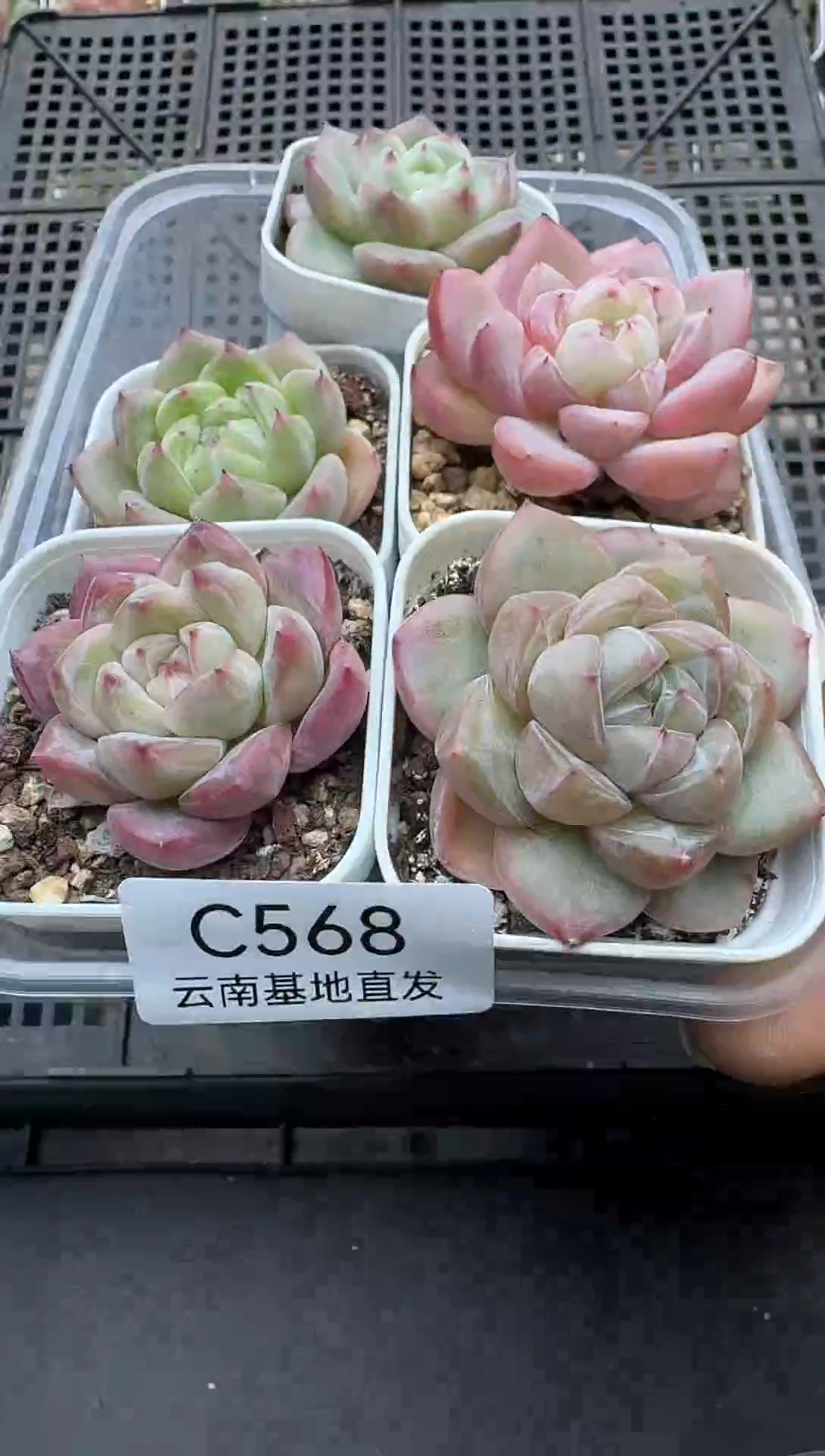 珍妮杂交多肉C568