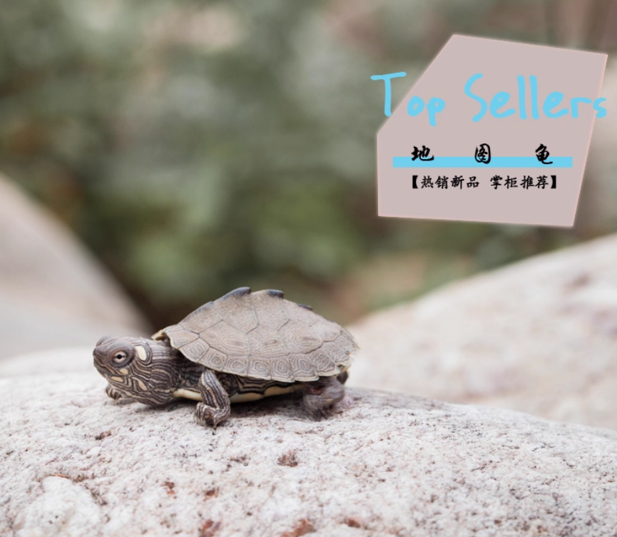 直播间选龟专用链接（乱拍一律发龟粮）