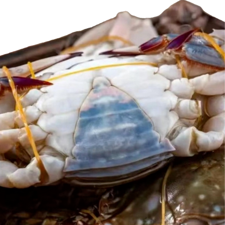 直播2羊口港一卤鲜咸小母丹东冷水三角【冻蟹】每斤3-4只，2-3两/只