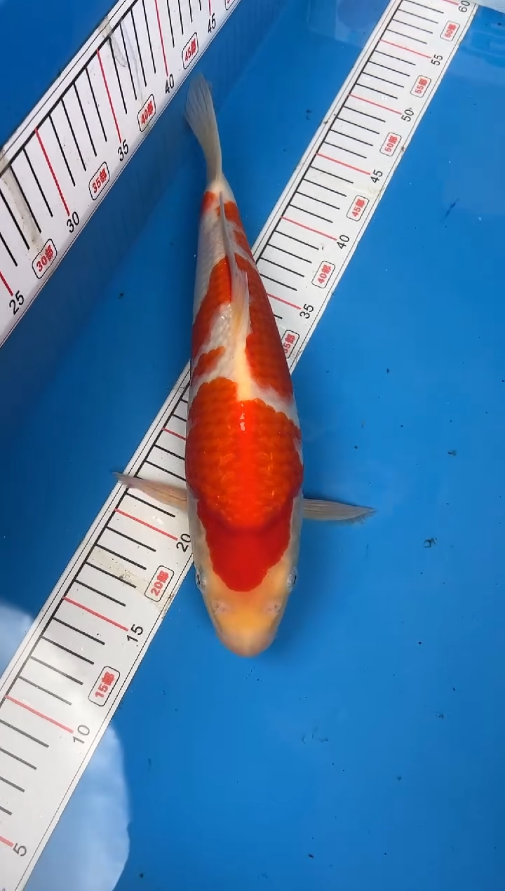 锦鲤老*皮18号锦鲤红白鱼 闪购