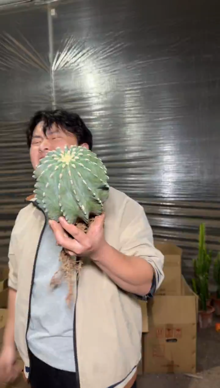 大号 无刺王冠龙【带根】