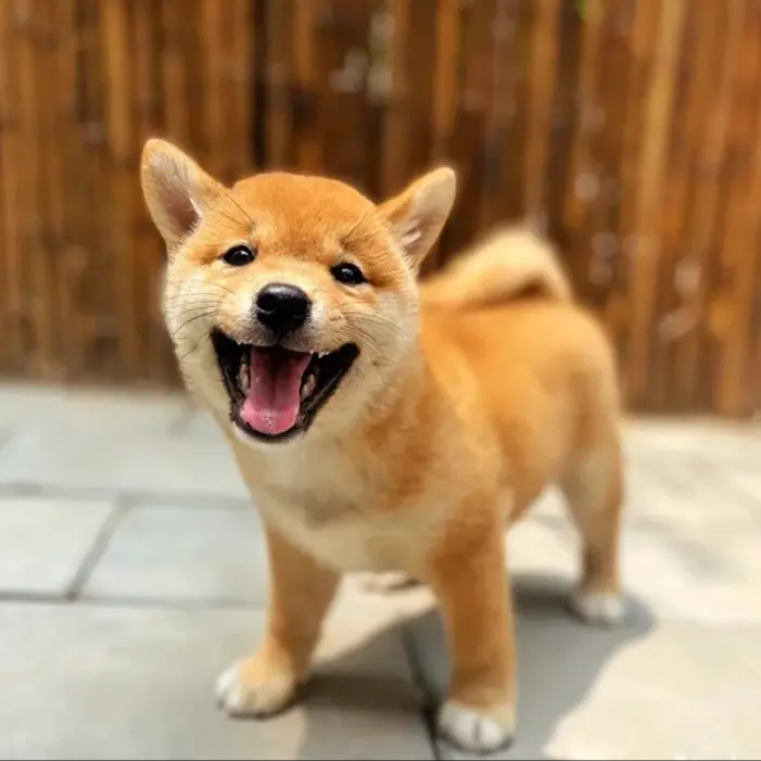 （柴犬小当家）T狗狗活体