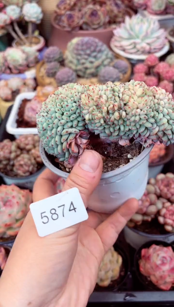 【闪购商品】5874白胖子缀化多肉