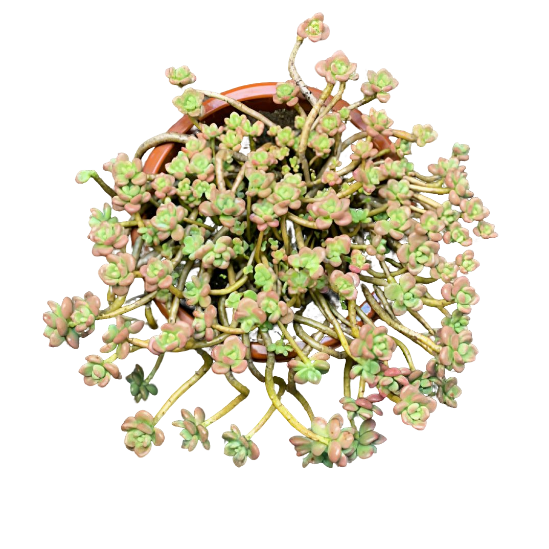 【精控红洛神】老桩精品盆栽绿植控养大型飘枝造型多肉