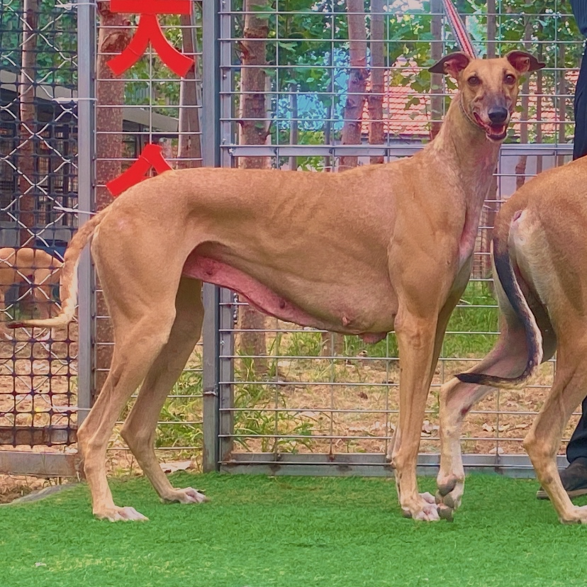 猎兔犬幼犬出售格力犬灵缇犬惠比特犬宠物狗狗活体狩猎犬细狗幼崽