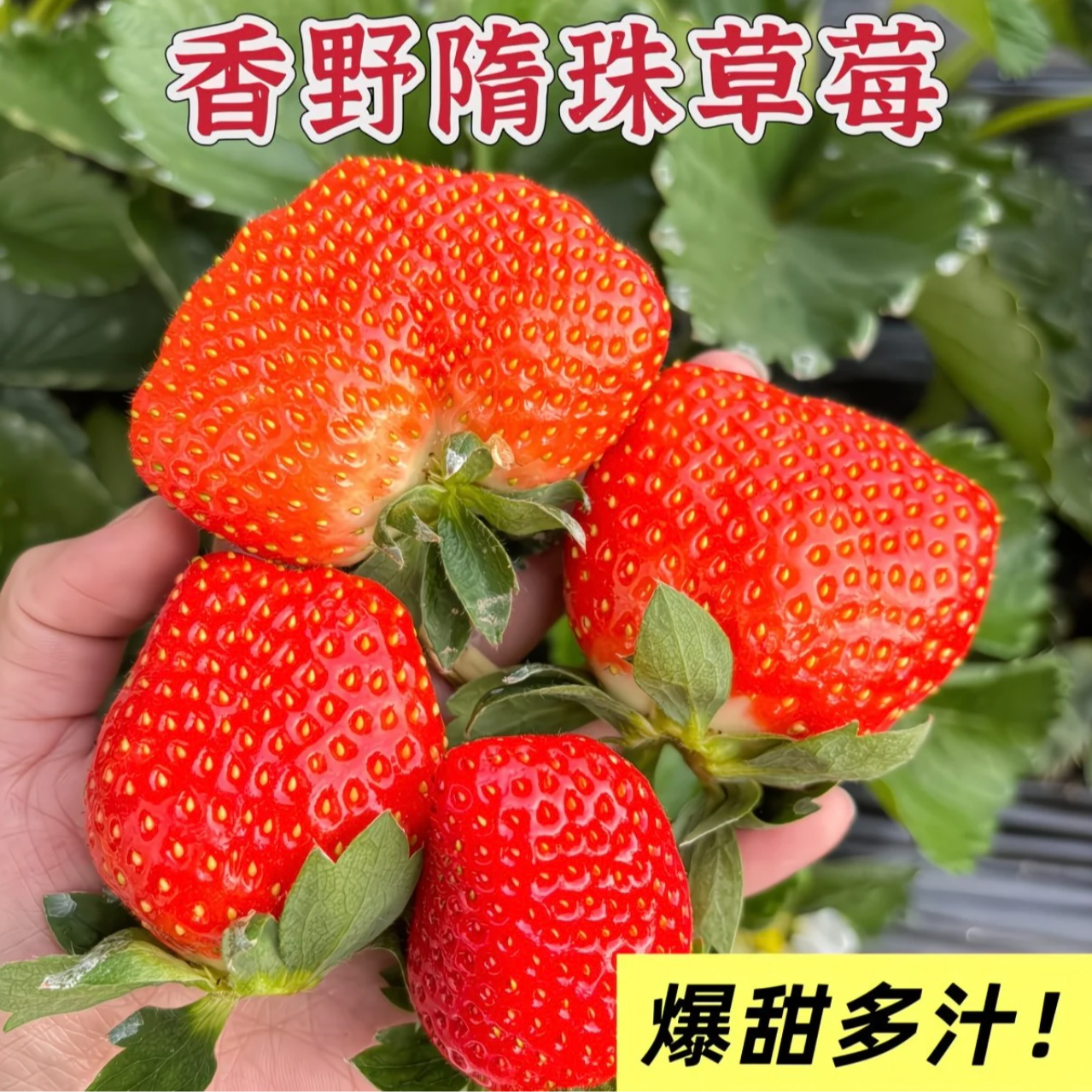 【京东包邮】山东香野隋珠草莓香野原种香甜多汁新鲜现摘现发