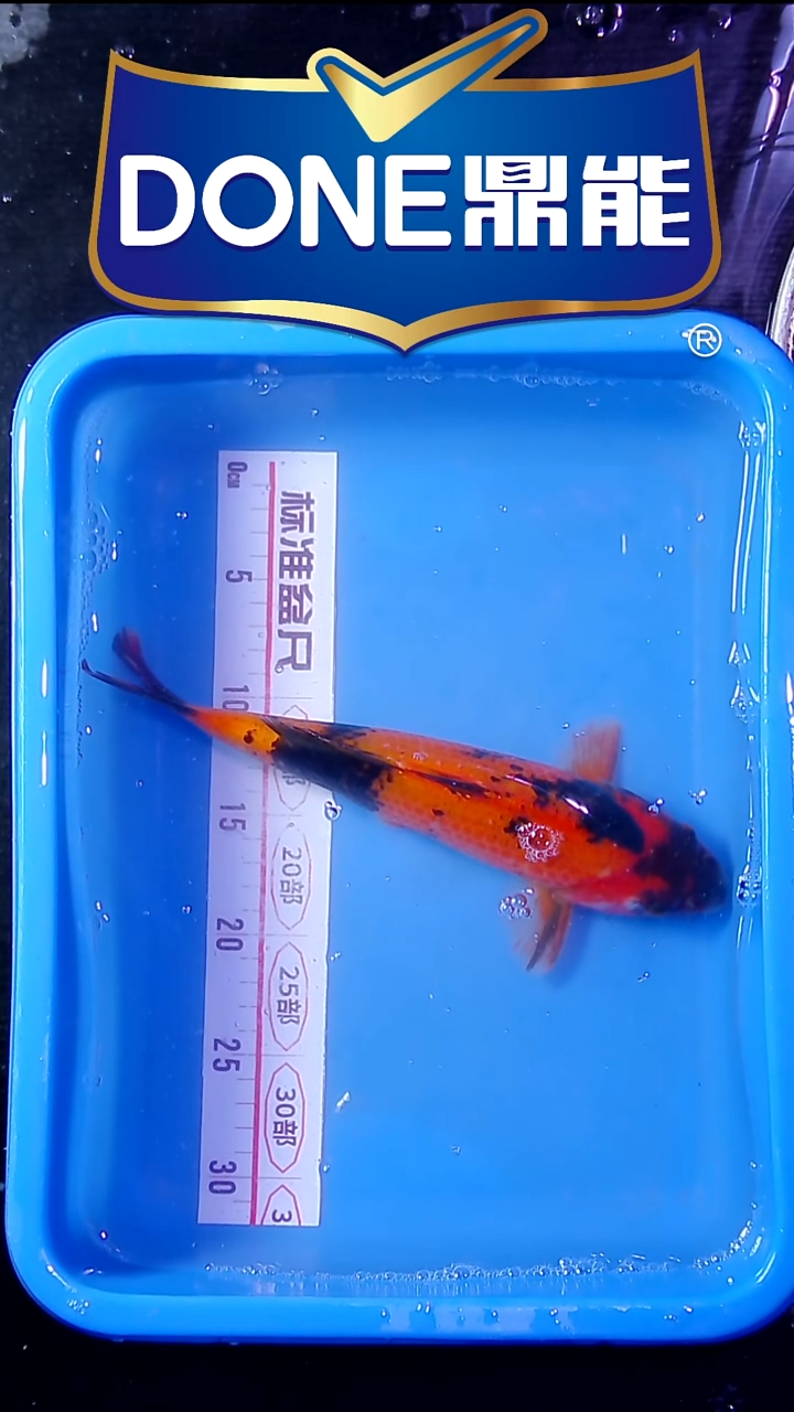 锦鲤直播间菁选 对版发货 23号