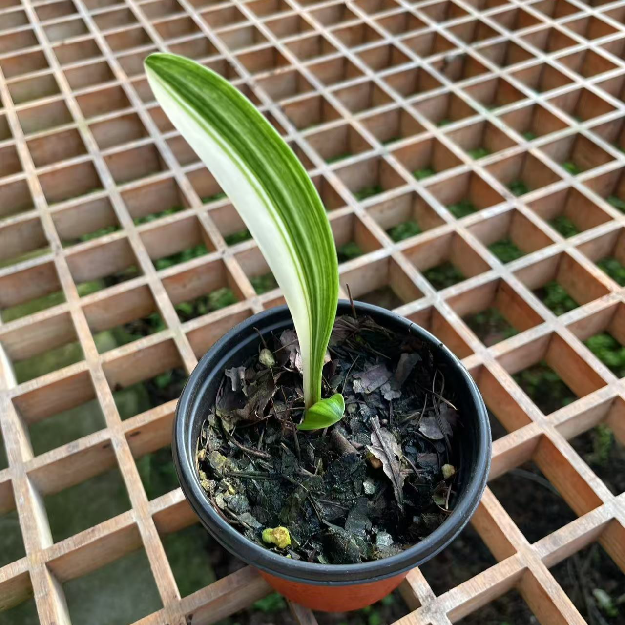 精品彩兰两叶苗（随机发货）