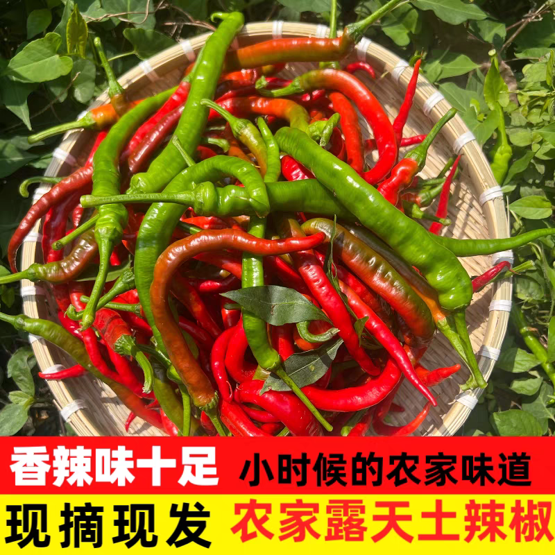 老表新鲜采摘 湖南老品种辣椒 青紫红混装