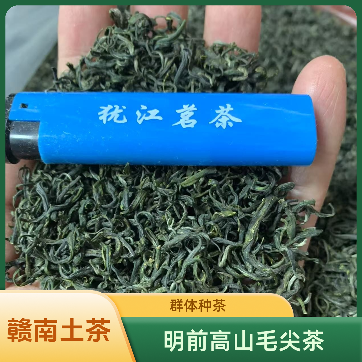 【25年明前土茶毛尖】群体种毛尖赣南高山茶上犹绿茶【清香味浓回甘】