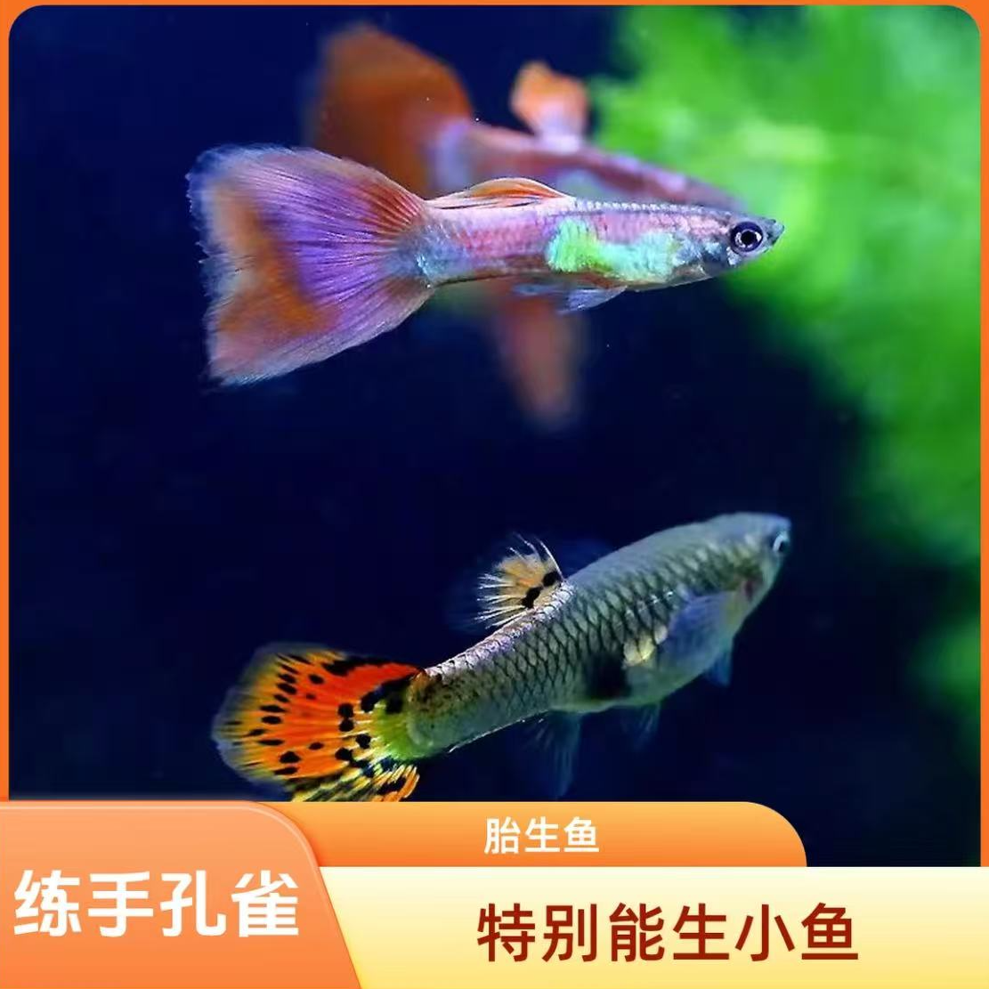 新手巴西孔雀红扇孔雀鱼观赏鱼苗淡水小型鱼好热带养耐活凤尾活体