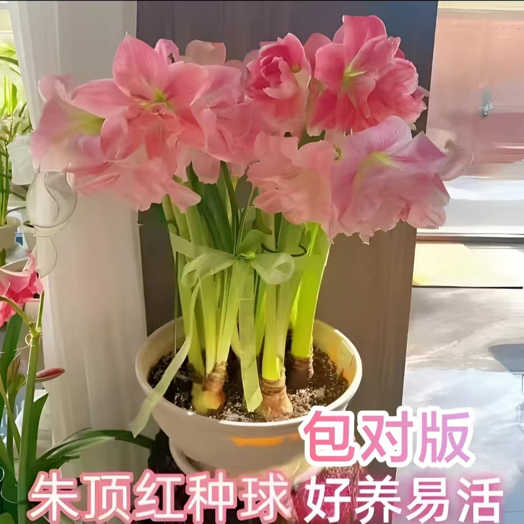 朱顶红种球浓香型花卉类盆栽花种大球重瓣种球四季粉色