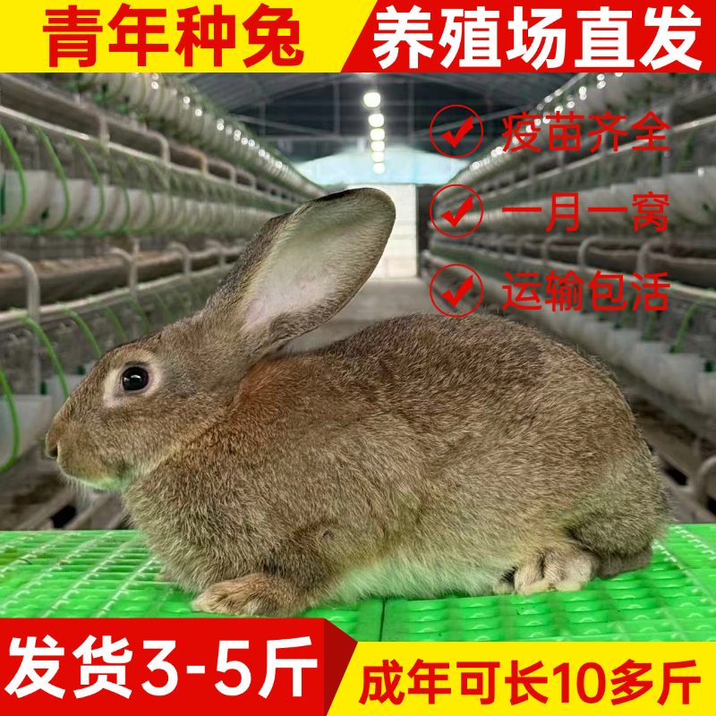 兔子活体成年种兔比利时巨兔新西兰肉兔可繁殖大型肉兔孕母兔包邮