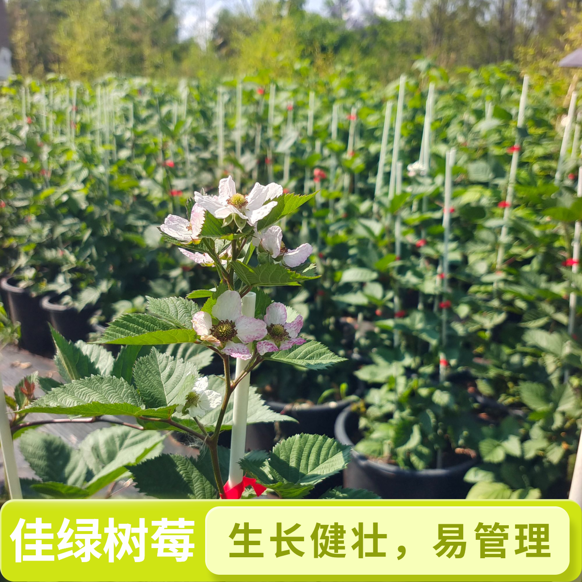 【死了包赔】03爬藤黑莓家庭果树园艺爬藤搭架子室内阳台可养
