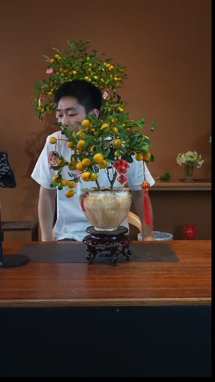 全部花朵小金橘盆景盆景
