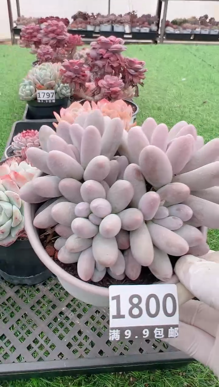 【闪购商品】信福多肉一物一拍