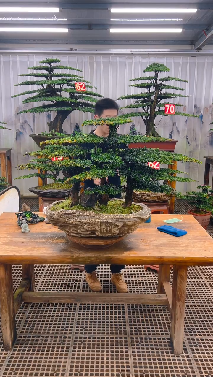 无花朵?****?精品盆景直播间一物一拍
