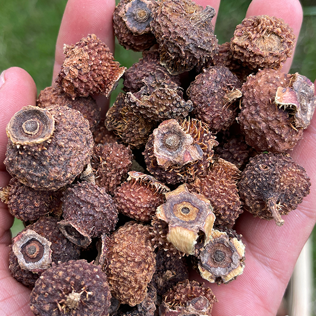 【秦巴本草】村书记助农 秦岭深山采摘滋补维c野生刺梨干