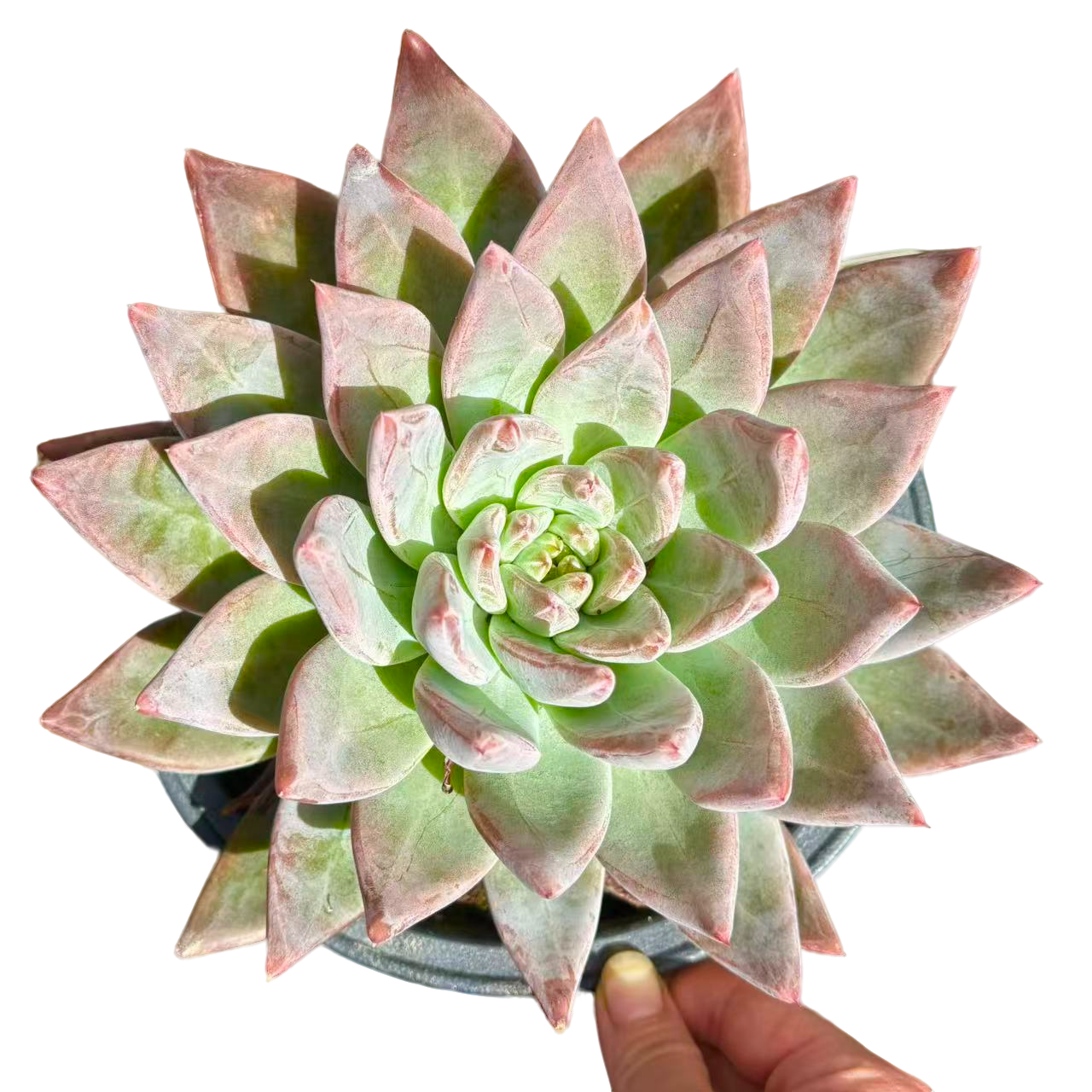  圣徒精品 昆明柒喜多肉植物满19.9包邮直播间标准精选精养