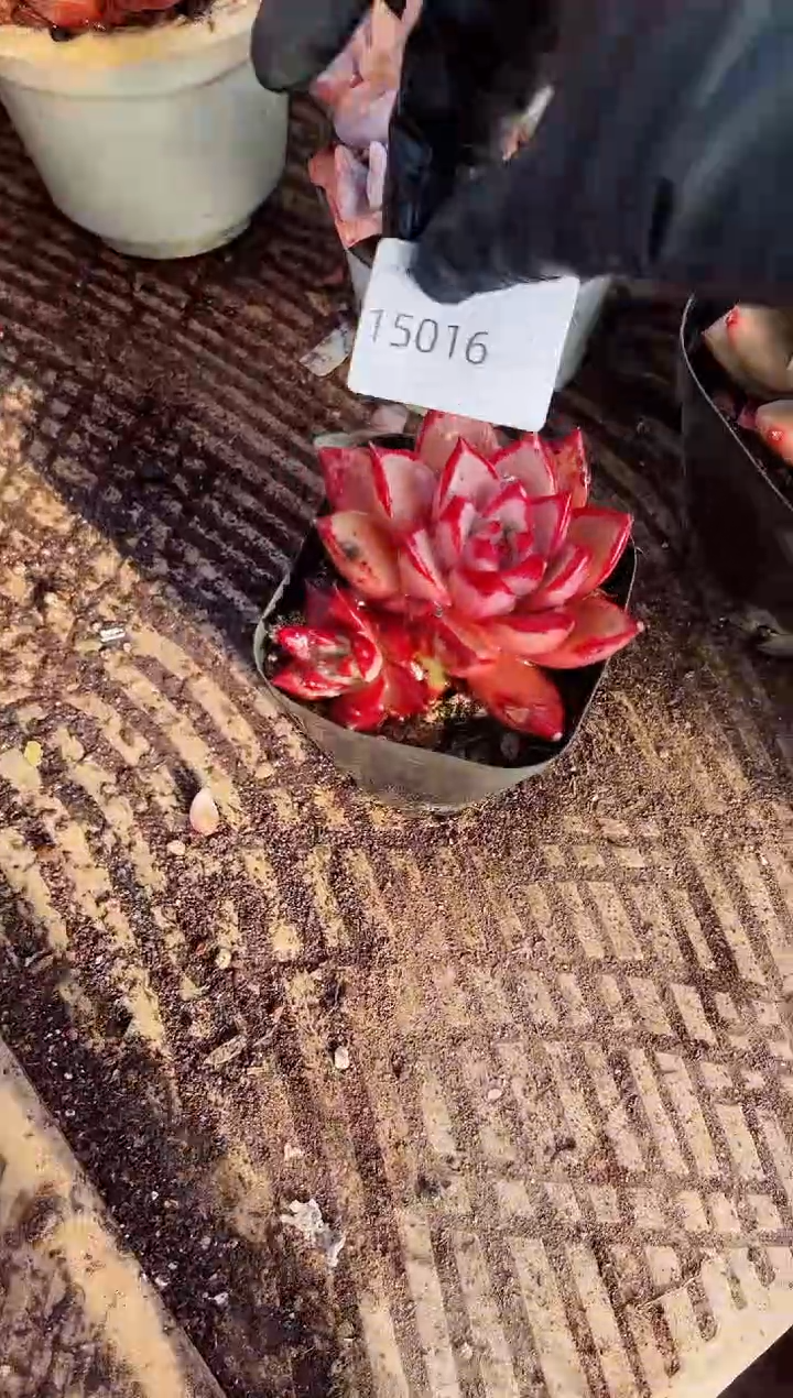 ?****娘多肉植物一物一拍15016