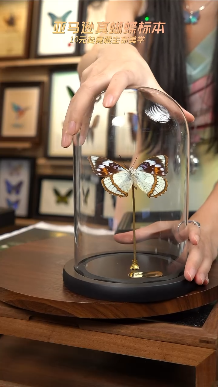 白斑迷蛱蝶中号玻璃罩