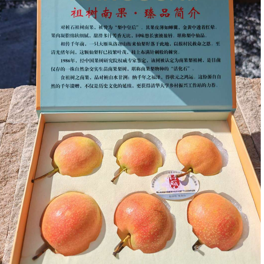 对桩石祖树南果限量祖树果礼盒6颗祖树上的南果梨千年味道
