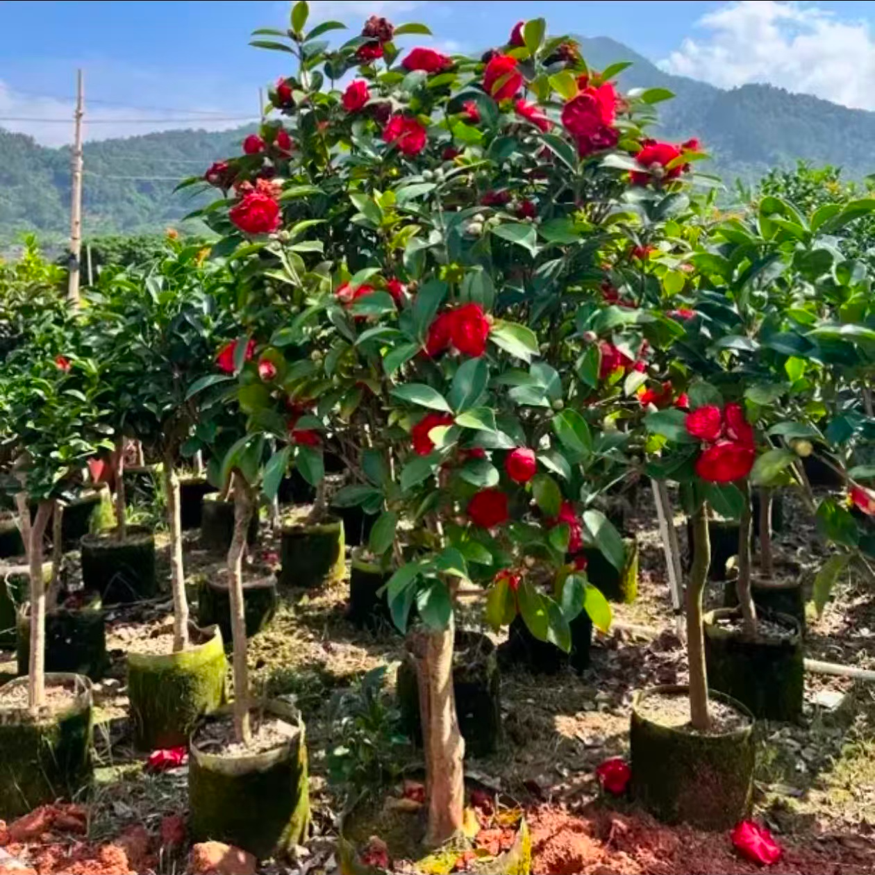 老桩茶花大红山茶花树花室内外花卉
