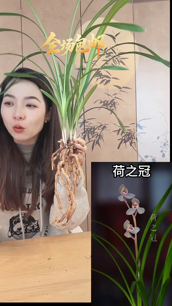 当前无花栽培后可以开花：荷之冠