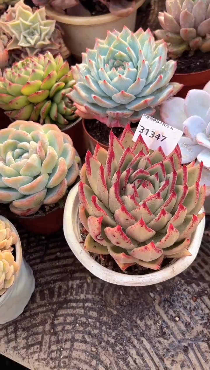 秋**?多肉植物一物一拍31347