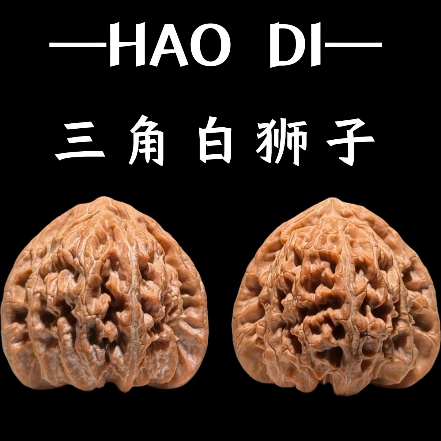 （新果头货）山地老树红皮白狮子（三角白）三角白