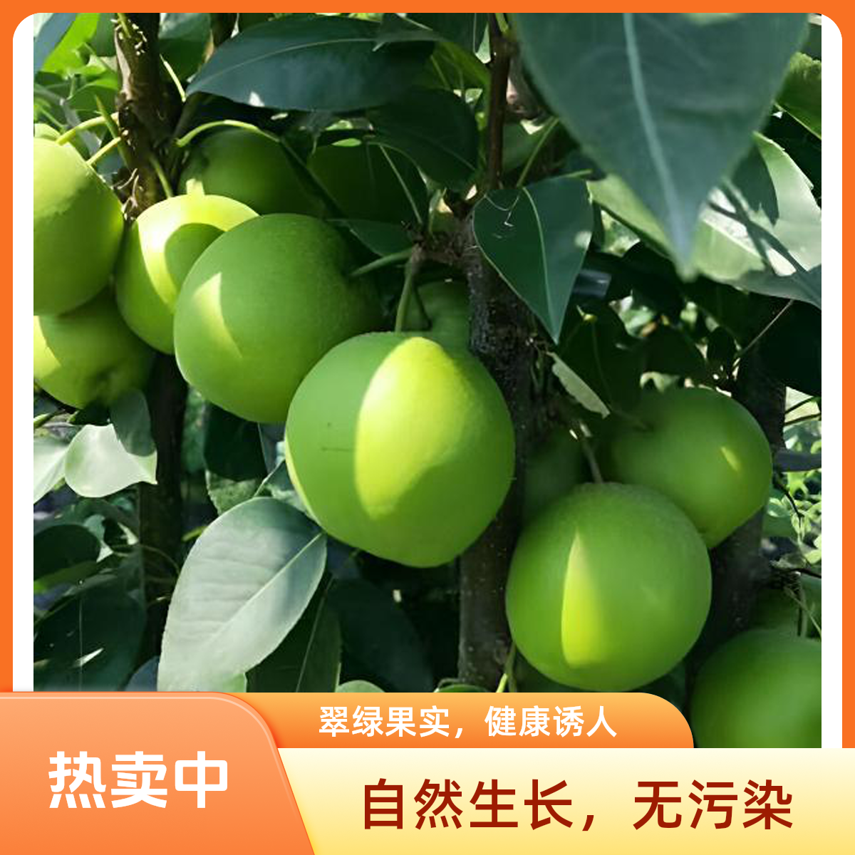 新鲜苹果梨酸甜脆爽