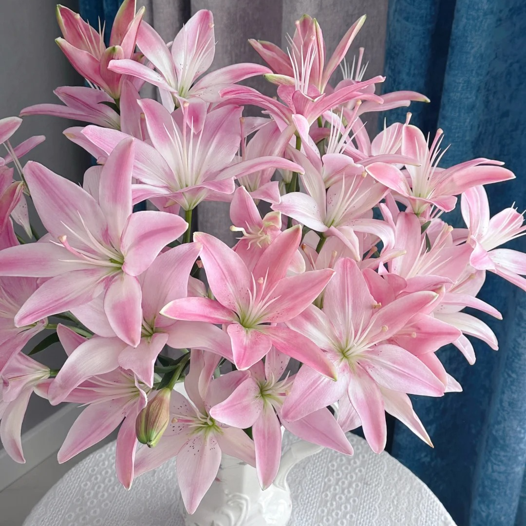 【半岛花铺】粉佳人百合任意2单或以上包邮发货鲜切花